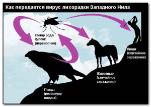 Клиника, диагностика лихорадки Западного Нила