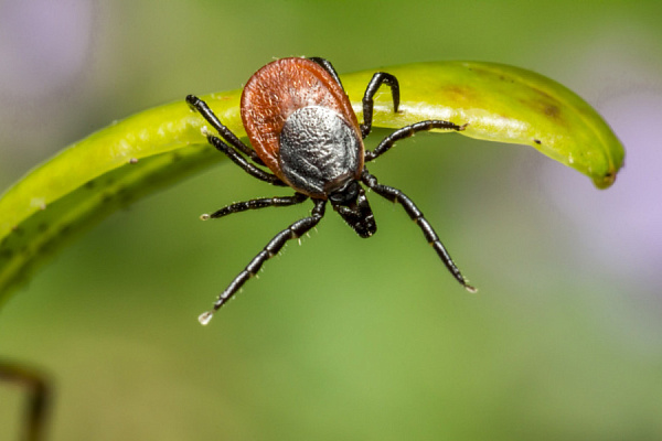 Сезон активности клещей