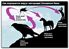 Клиника, диагностика лихорадки Западного Нила